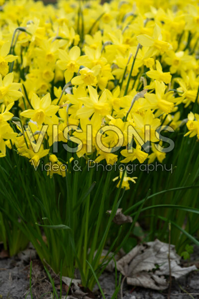 Narcissus Yellow Sailboat Narcissus Yellow Sailboat