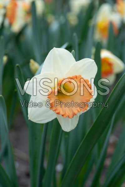 Narcissus Lucky Romance Narcissus Lucky Romance