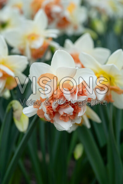 Narcissus My Story Narcissus My Story