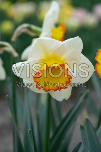 Narcissus Hawaiian Skies Narcissus Hawaiian Skies