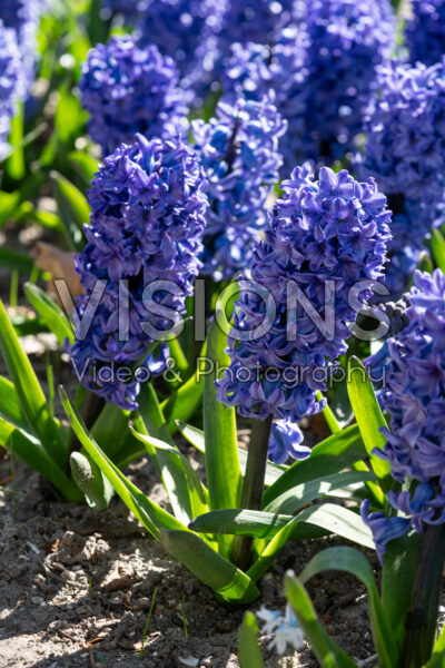 Hyacinthus Blue Star Hyacinthus Blue Star