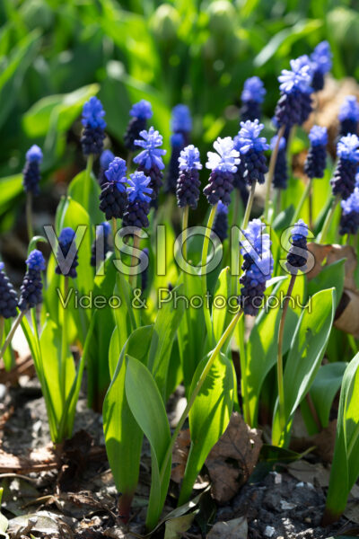 Muscari latifolium Muscari latifolium
