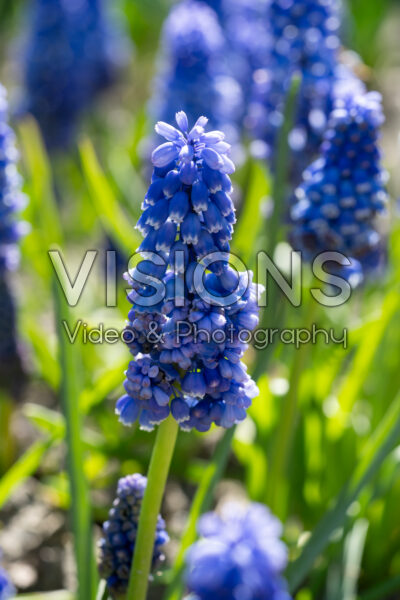 Muscari Flower Power Muscari Flower Power