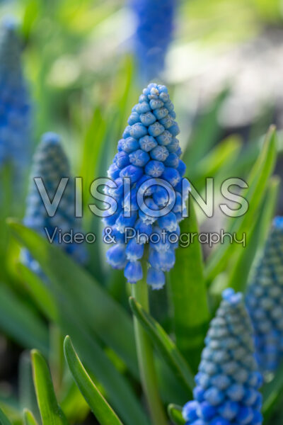 Muscari Cool Blue Muscari Cool Blue