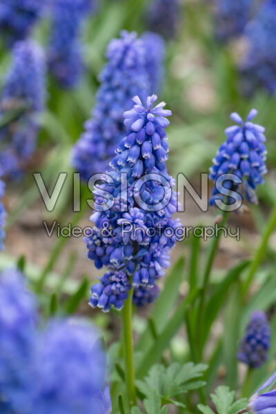 Muscari Flower Power Muscari Flower Power