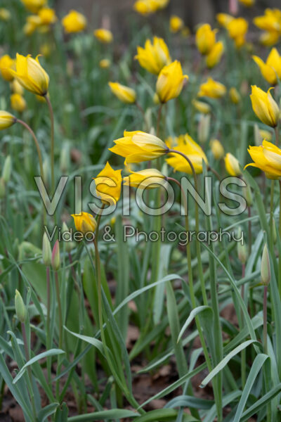 Tulipa sylvestris Tulipa sylvestris