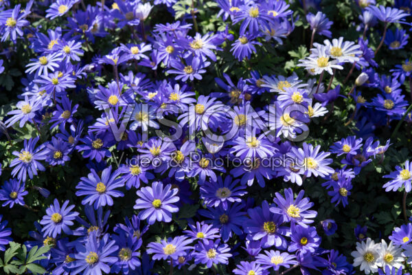 Anemone blanda Blue Shades Anemone blanda Blue Shades