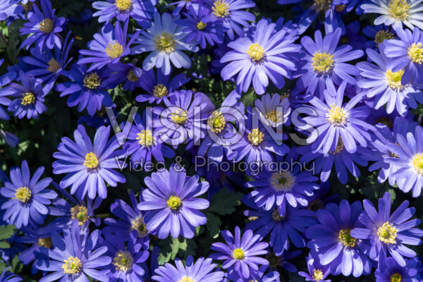 Anemone blanda Blue Shades Anemone blanda Blue Shades