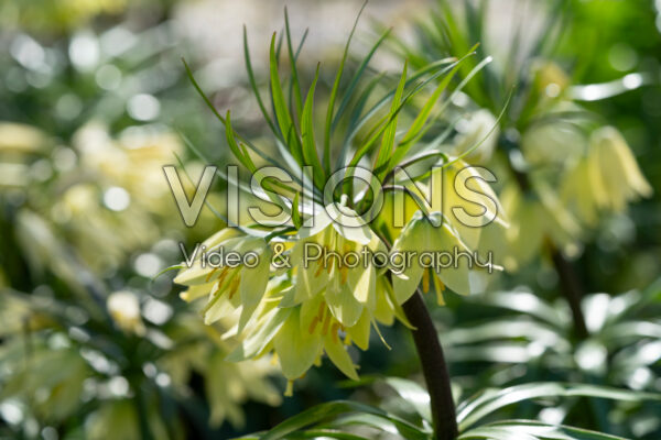 Fritillaria raddeana Fritillaria raddeana