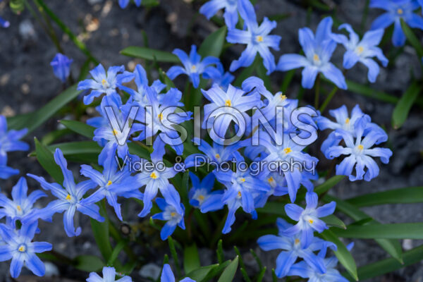 Chionodoxa luciliae Chionodoxa luciliae