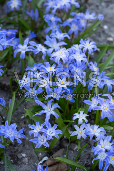 Chionodoxa luciliae Chionodoxa luciliae