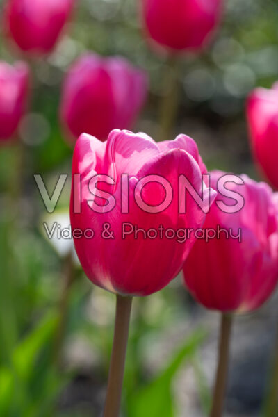 Tulipa Jumbo Pink Tulipa Jumbo Pink