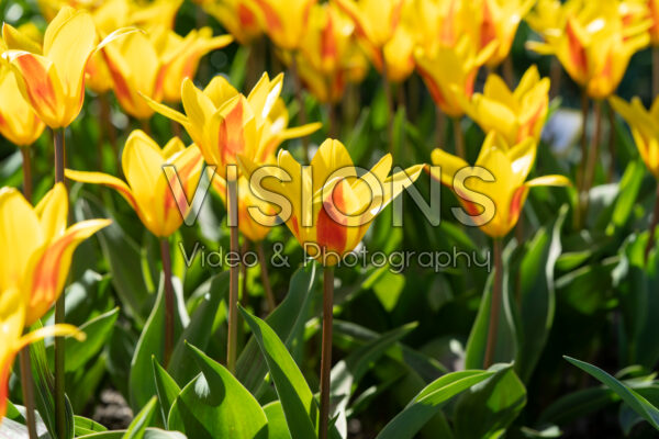 Tulipa Giuseppe Verdi Tulipa Giuseppe Verdi