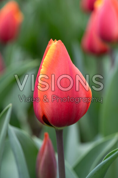 Tulipa Striker Tulipa Striker
