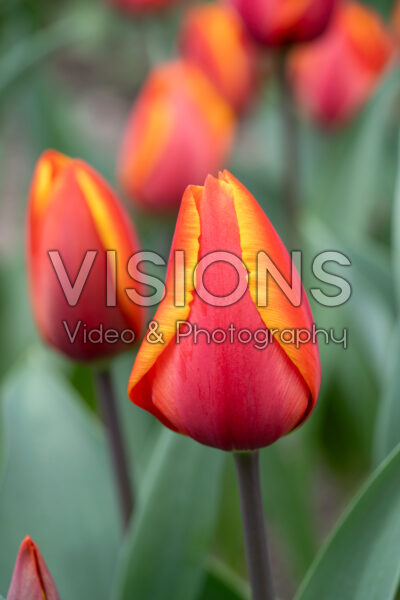 Tulipa Striker
