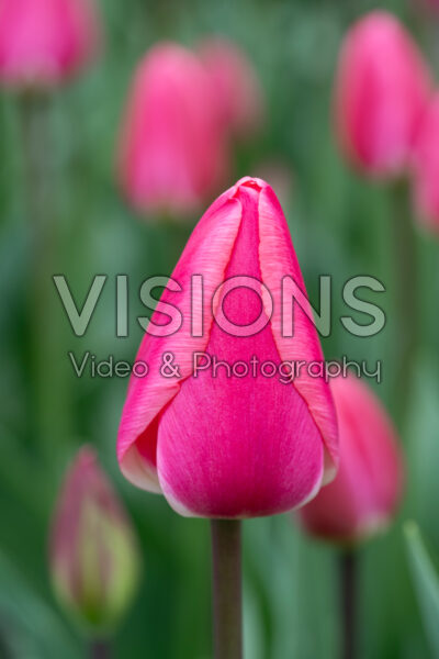 Tulipa Rosy Delight Tulipa Rosy Delight
