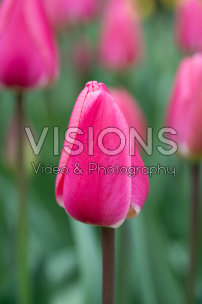 Tulipa Rosy Delight Tulipa Rosy Delight