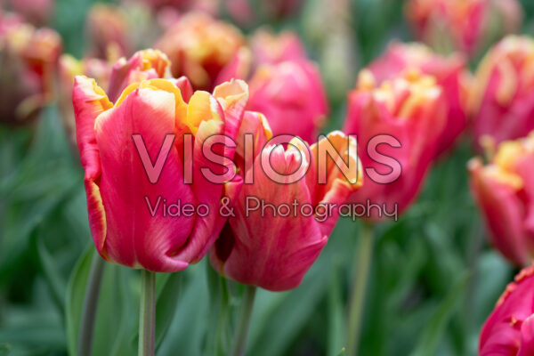 Tulipa Dee Jay Parrot