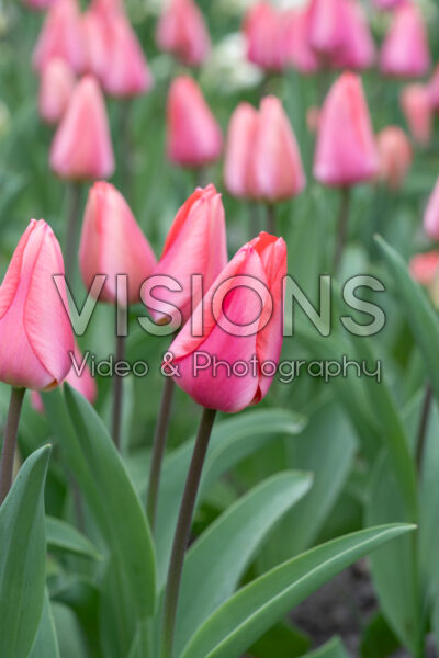Tulipa Barre Alta