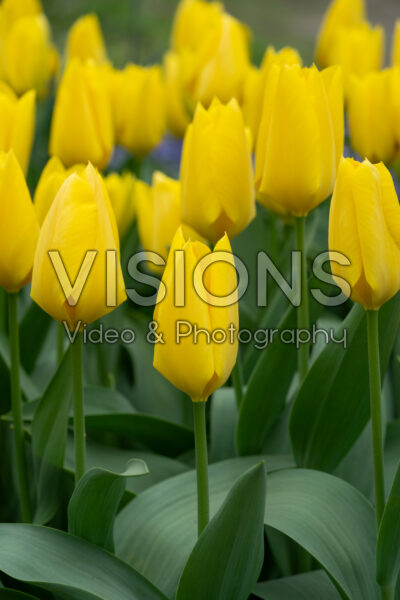 Tulipa Golden Purissima Tulipa Golden Purissima