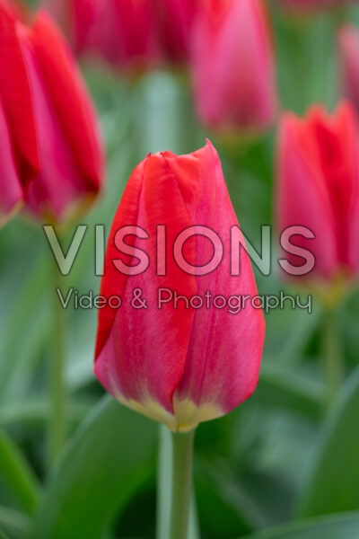 Tulipa Red Purissima Tulipa Red Purissima