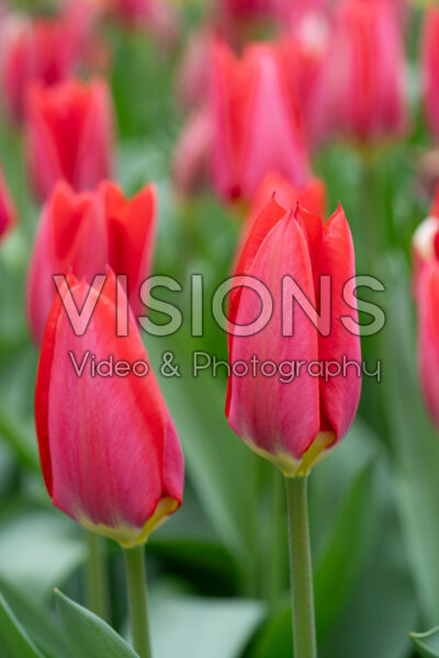 Tulipa Red Purissima Tulipa Red Purissima