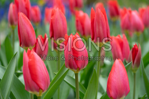 Tulipa Red Purissima Tulipa Red Purissima
