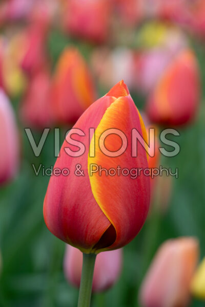 Tulipa Dafeng Tulipa Dafeng