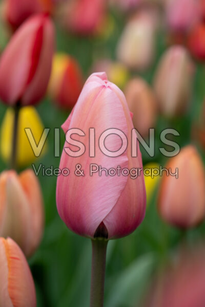 Tulipa Apricot Impression Tulipa Apricot Impression