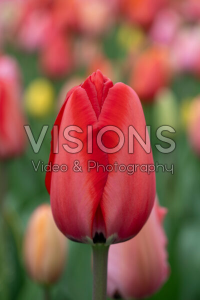 Tulipa Red Impression Tulipa Red Impression
