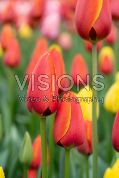 Tulipa Dafeng Tulipa Dafeng