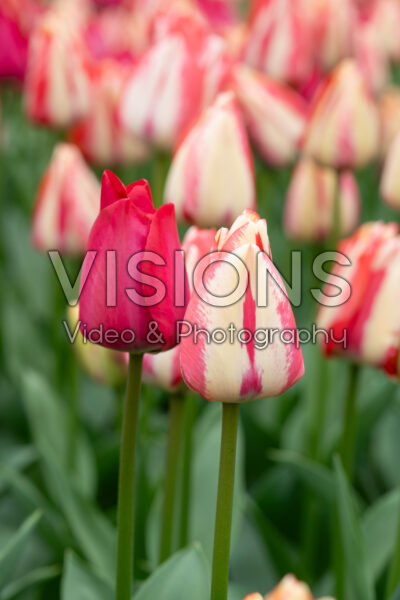 Tulipa Spryng Tide, Spryng Break Tulipa Spryng Tide, Spryng Break