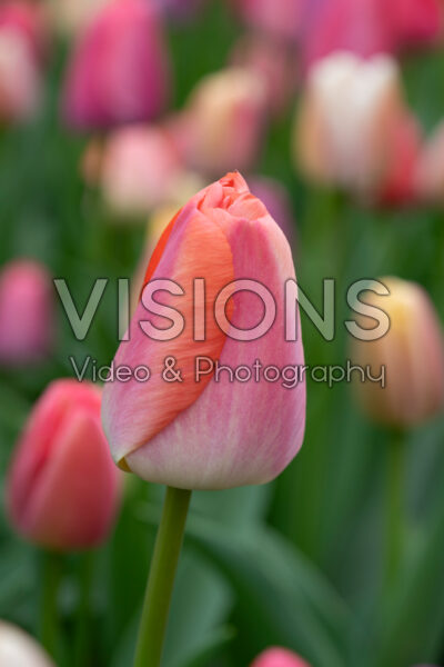 Tulipa Orange Pride Tulipa Orange Pride