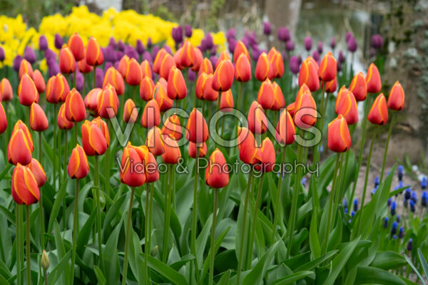 Tulipa Dafeng Tulipa Dafeng