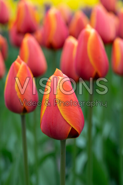 Tulipa Dafeng Tulipa Dafeng