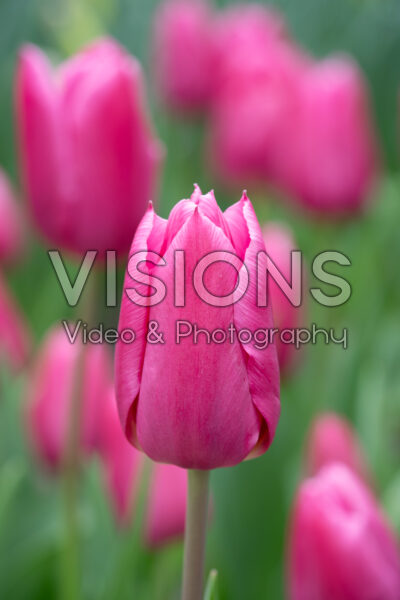 Tulipa Ivanka Tulipa Ivanka