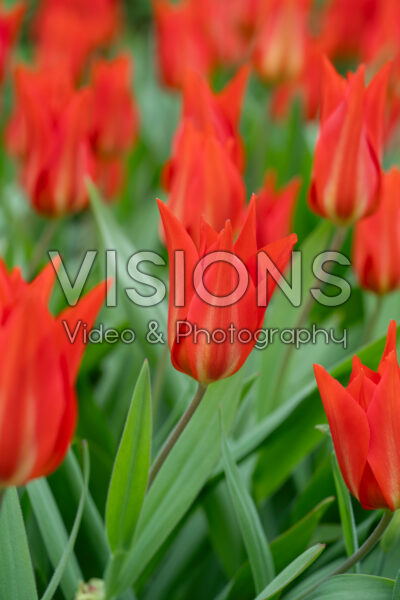 Tulipa praestans Tulipa praestans