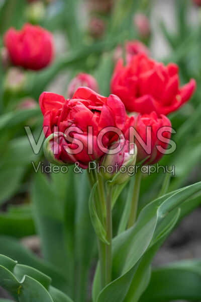 Tulipa Estatic Tulipa Estatic
