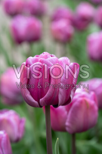 Tulipa Blue Diamond Tulipa Blue Diamond