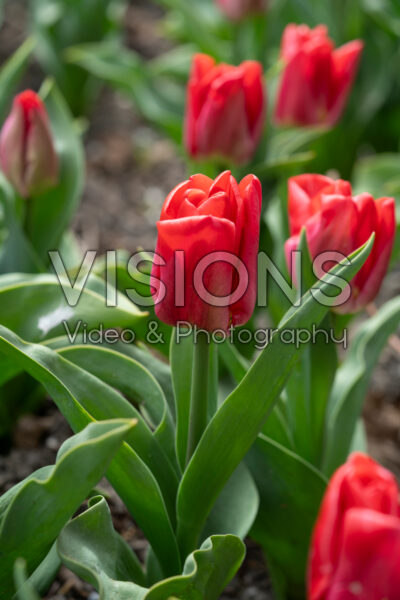 Tulipa Calgary Red Tulipa Calgary Red