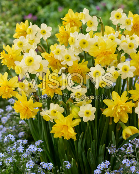 Narcissus Tete Boucle, Minnow Narcissus Tete Boucle, Minnow