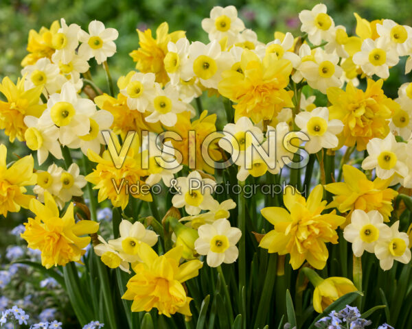 Narcissus Tete Boucle, Minnow Narcissus Tete Boucle, Minnow