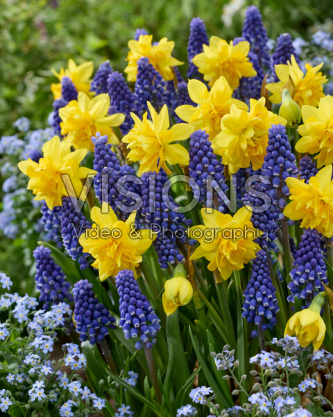Muscari Lindsay, Narcissus Tete Boucle Muscari Lindsay, Narcissus Tete Boucle