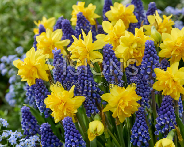 Muscari Lindsay, Narcissus Tete Boucle Muscari Lindsay, Narcissus Tete Boucle