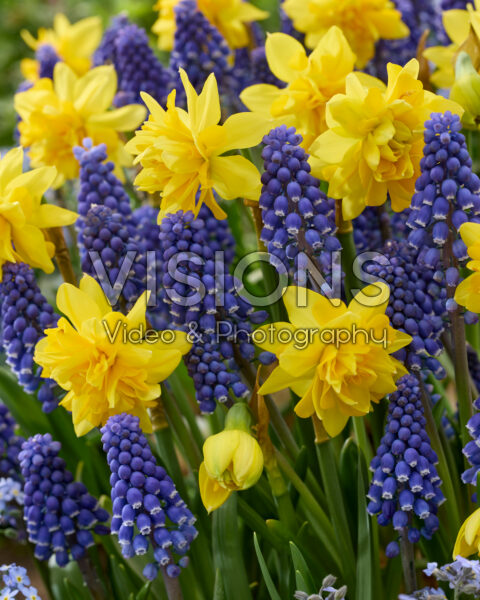 Muscari Lindsay, Narcissus Tete Boucle Muscari Lindsay, Narcissus Tete Boucle