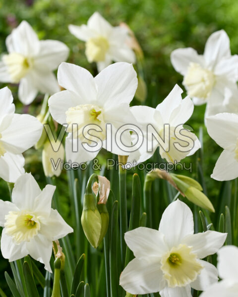 Narcissus Tresamble Narcissus Tresamble