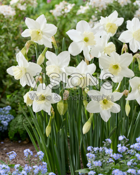 Narcissus Tresamble