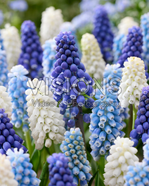 Muscari mix Muscari mix