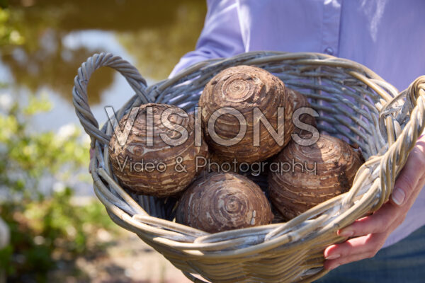 Colocasia corms Colocasia corms