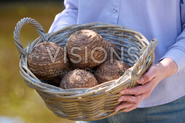 Colocasia knollen Colocasia knollen
